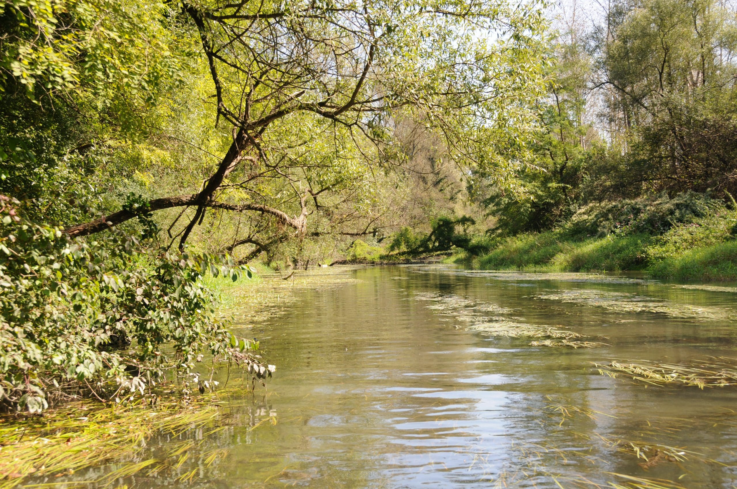 25 ans de suivis scientifiques sur le fleuve. Découvrez la synthèse inédite du programme RhônEco